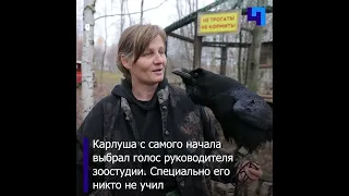 Сотрудники зоостудии в Московской области показали знаменитого ворона-говоруна