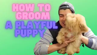 How to groom a toy poodle for the first time, Poodle puppy grooming at home, Dog grooming in Queens