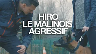 HIRO Le Malinois AGRESSIF humain (il a été battu)