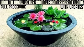 How to Grow Lotus Plant at Home With Updates( FAST N EASY METHOD)