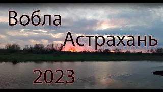 Вобла Астрахань Камызякский район 2023
