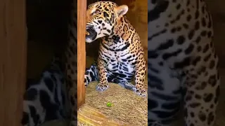 Jaguars are absolutely beautiful