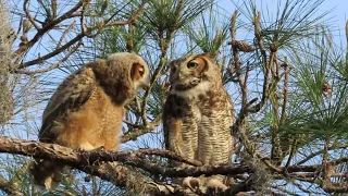 great horned owl female comforts owlet