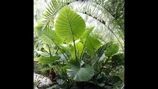 My Persian Palm - Alocasia Calidora Elephant ear plant came in the mail today!