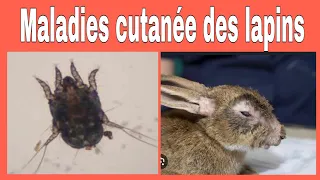 Maladies Cutanées Parasitaires chez les Lapins  @vetoszone