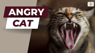 Feline Fury Unleashed | Sounds of an Angry Cat