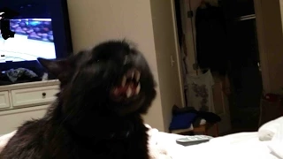 Cat Attacks Groomer Must See