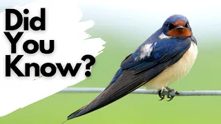 Things you need to know about SWALLOWS!