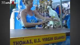 Funny Parrots   A Funny Parrot Videos Compilation 2015