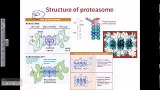 Ubiquitination (protein degradation)