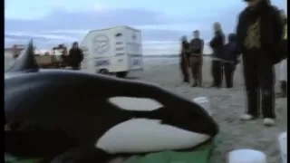 An orca stranding rescue.