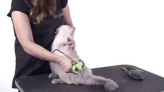 Cat Grooming 101