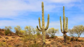 Saguaro National Park - Arizona