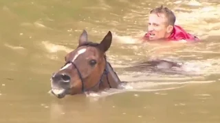 Horses Rescued From Flood Waters in Texas