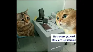 Кошка на приёме в поликлинике )))