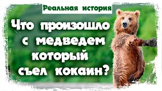 Реальная история про медведя который употреблял кокаин