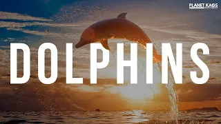 The FASCINATING World of Dolphin Intelligence & Behaviors | Documentary