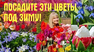 Посадите ЭТИ ЦВЕТЫ ПОД ЗИМУ! Весной скажете СПАСИБО!