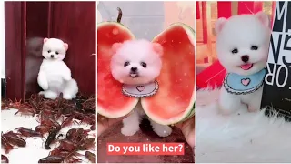 Tik Tok Cho Phoc Soc Mini 🥰Funny and Cute Pomeranian Vibeos Compilation#5