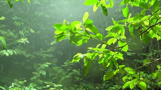 Sound of rain and thunder gives an instant deep sleep - Sound of rain relaxes in the foggy forest