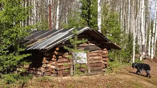 Весенняя охота. Вальдшнеп. Лесная изба. Один в тайге. Рыбалка на сети. Окунь. Язь. Таёжный быт