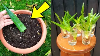 Reproduce aloe vera by leaves or suckers in water - 2 methods - Cut aloe or succulents