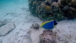 Snorkeling in Maldives