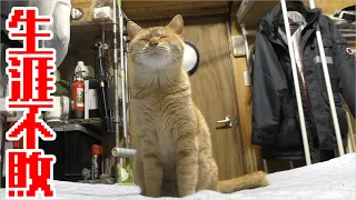 じゃれ合う猫達、何気ない一コマですがいつもこんな調子です、可愛くて仕方ないですね！