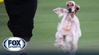 Belle the English Setter wins the Sporting Group | Westminster Kennel Club | FOX Sports