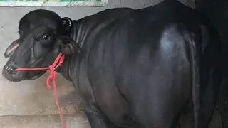 Murrah Bull For Sale//Murrah Bull In Alwar Rajasthan