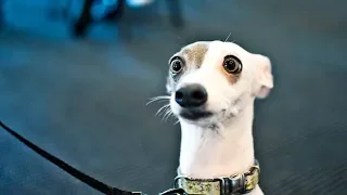 Смешные собаки Приколы про собак Funny Dogs 2019 (Самые Классные выходки)