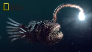 Deep Sea Creatures [National Geographic Documentary 2017 HD]