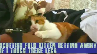 Scottish fold kittens getting angry if I try to catch there legs| Funny cats.