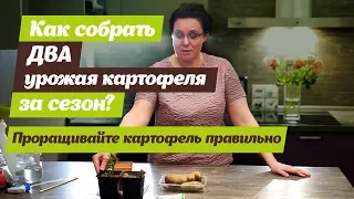 СОБЕРИТЕ ДВА УРОЖАЯ КАРТОФЕЛЯ ЗА СЕЗОН. Проращивание картофеля в вермикулите.