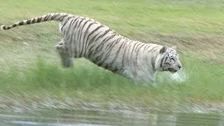 White Tiger Loves to Swim!