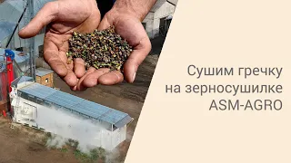 Сушим гречку на конвейерной зерносушилке  ASM-AGRO