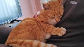 Cat's Most Emotional Moments Showing Love To His Family