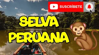 LOS SIETE MEJORES ATRACTIVOS TURÍSTICOS DE LA SELVA PERUANA🐸