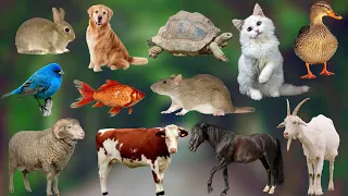 Cute animals sounds | goat, rabbit, bird, cow, cat, dog, fish, rat, horse, tortoise, sheep, ducks