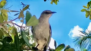 Northern Mockingbird /Sounds/ Calls