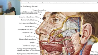 Anatomy of head and neck module in Arabic 30 (Parotid gland, part 1) , by Dr. Wahdan
