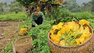 Sowing vegetable seeds, Harvesting pumpkin tops, selling pumpkin flowers cooking | lizicy