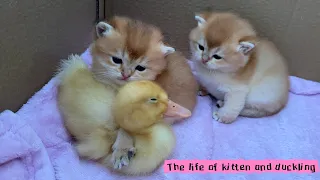 The mother cat invites the duckling to play with the kitten and then go to sleep! So funny and cute