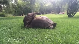 Tortoise Trying To Hump His Big Booty Bitch