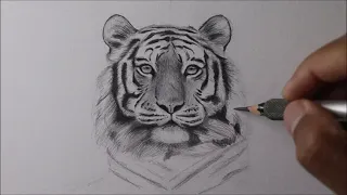 How to Draw a Realistic Tiger STEP BY STEP Narrated