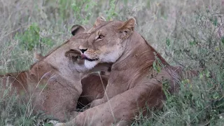 ADORABLE Lion Cub embraces lionesses for bath time & affection!