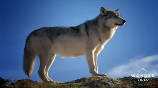 Wolf pictures video