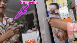 22/ Look like funny and pity..,what is happen when tiny baby monkey VALEN seen himself in mirror?