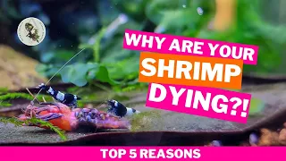 WHY ARE YOUR SHRIMP DYING? Top 5 Reasons