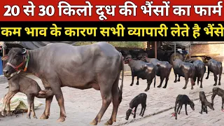 कम भाव में 20 से 30 किलो दूध की भैंसे, एक ही जगह | Kadian Dairy Farm (9729638103)